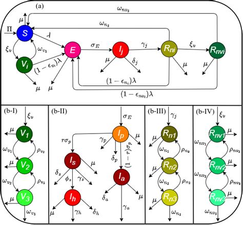 (a) Streamlined flow diagram of the model (2.1). (b-I) -(b-IV) depict ...