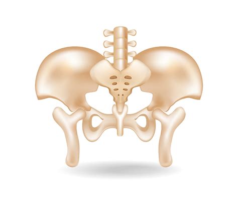 Flat 3d isometric concept illustration of pelvic bone anatomy cut 15593309 Vector Art at Vecteezy