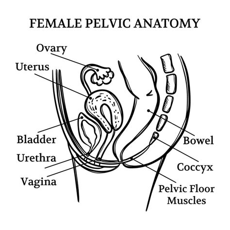 Female Pelvic Anatomy Monochrome Education Scheme Vector Set 20749674 Vector Art At Vecteezy