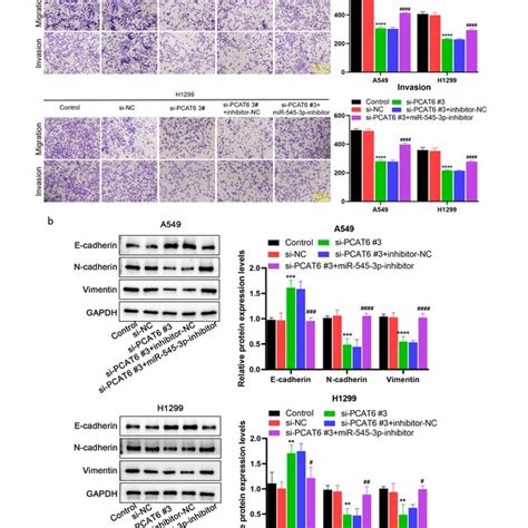 Silencing Of Lncrna Pcat Inhibited Luad Cell Growth Migration