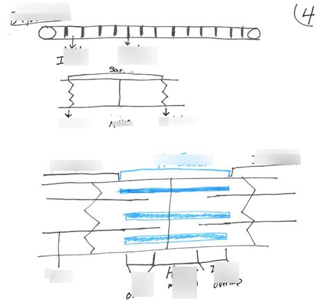 Sarcomere (myofibril) labeling Diagram | Quizlet