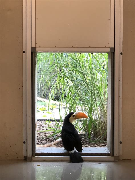 Toucan Chicks Growth Timeline (FIRST-EVER hatched at Tanganyika ...