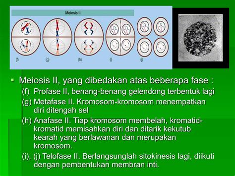 Pembelahan Sel Secara Mitosis Meiosis Materi Kelas Xii Ppt