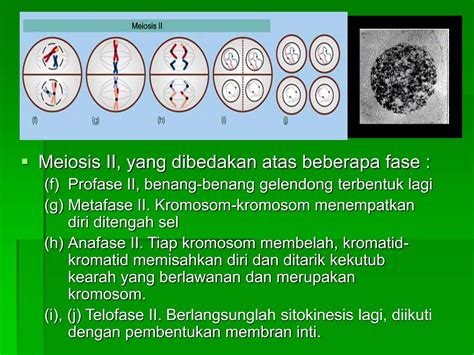 Pembelahan Sel Secara Mitosis Meiosis Materi Kelas XII PPT