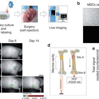 In Vivo Monitoring Of Fluorescent Nanoparticle Labeled Human Mscs In