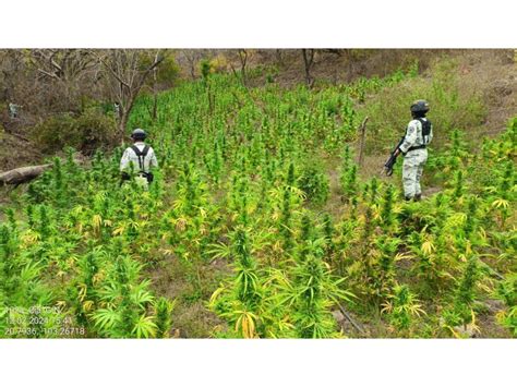 Destruyen más de dos mil plantas de marihuana en Jalisco