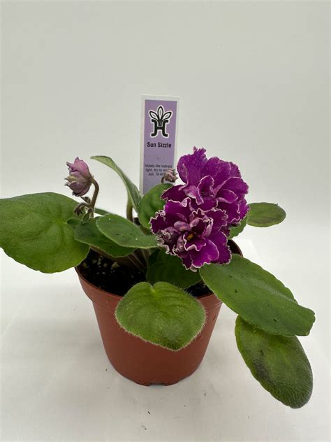 Sun Sizzle - Live African Violet 4" – Heavenly Creation Nursery