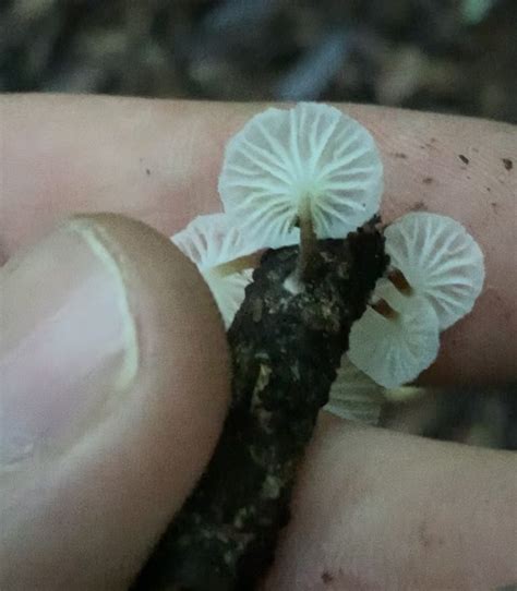 Common Gilled Mushrooms And Allies From Haywards Lower Hutt New