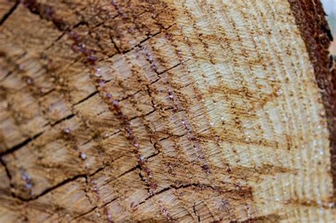 Premium Photo Wood Texture Of Cut Tree Trunk Background