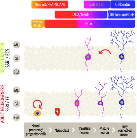 Model Of Dematuration And Adult Neurogenesis In The Dentate Gyrus Dg