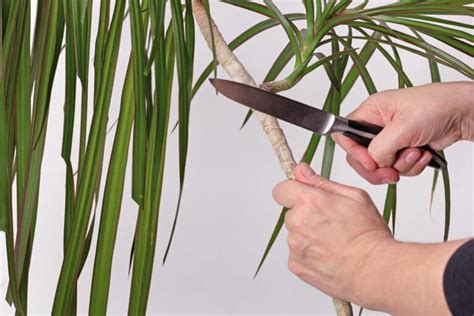 How To Prune Dracaena Marginata Step By Step Guide At Home With Hues