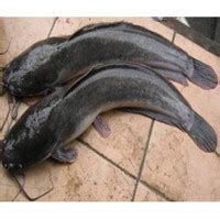 Jual Ikan Lele Segar Terdekat Harga Murah Grosir Juni 2024