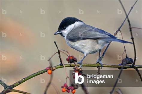 Image Of Parus Palustris Poecile Palustris Mesange Nonnette Marsh Tit