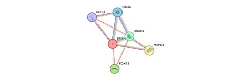 KLF11 Gene - GeneCards | KLF11 Protein | KLF11 Antibody 