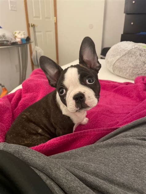 My little Frenchton!!!