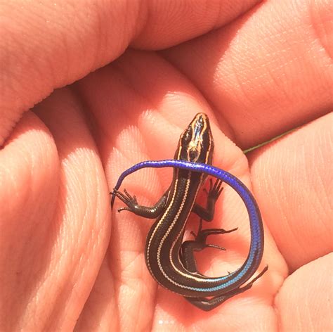 baby five lined skink : r/herpetology