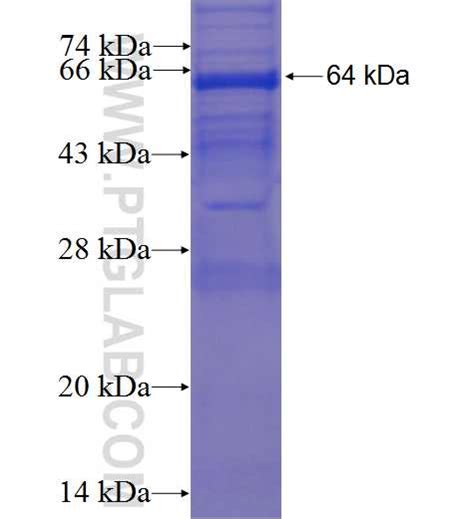 Obfc Fusion Protein Ag Proteintech