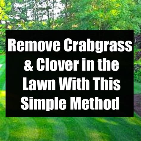 How To Kill Crabgrass Without Killing Your Lawn Artofit