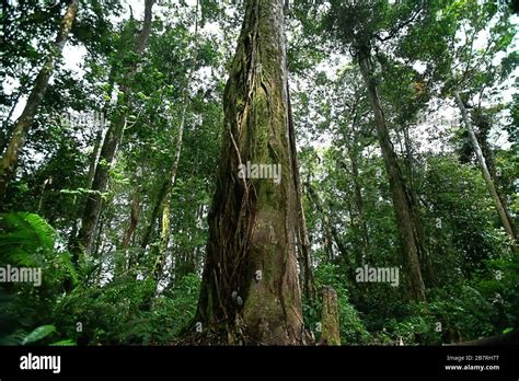 Árboles altos en la selva tropical Gunung Tujuh Parque Nacional