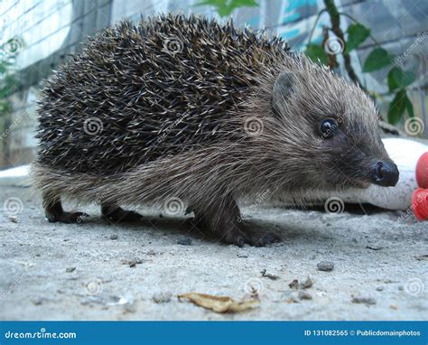 Hedgehog, Erinaceidae, Domesticated Hedgehog, Fauna Picture. Image ...