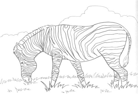 Free Printable Zebra Coloring Pages For Kids