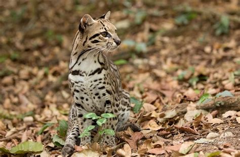 Uncharted Colombia | Big Cats of Colombia: Four Ferocious Felines You ...