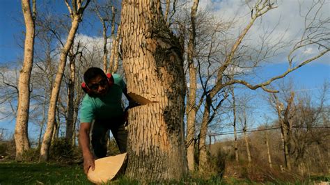 Cutting Down Ash Trees Tree Felling Technique Youtube