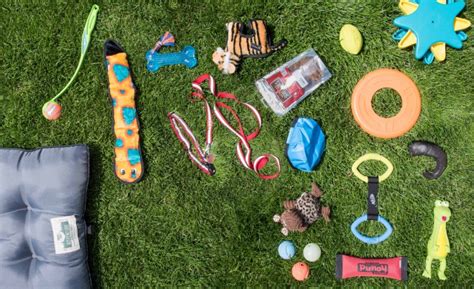 How Does Your Dog Play Choosing The Right Dog Toys Sierra Blog