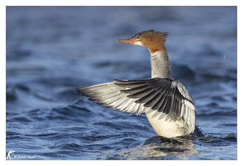 Grand Harle Common Merganser Flickr