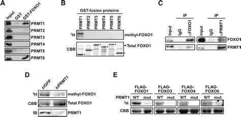 PRMT1 Binds To And Methylates FOXO Transcription Factors A FOXO1