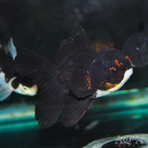 Black Oranda Goldfish Carassius Auratus Aqua Imports