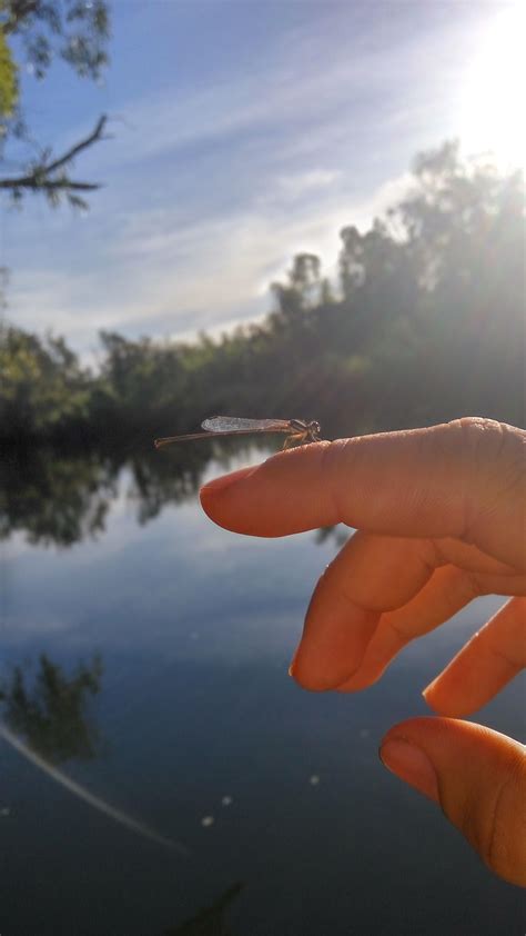 Tiny dragonfly or massive mosquito? : r/Awww