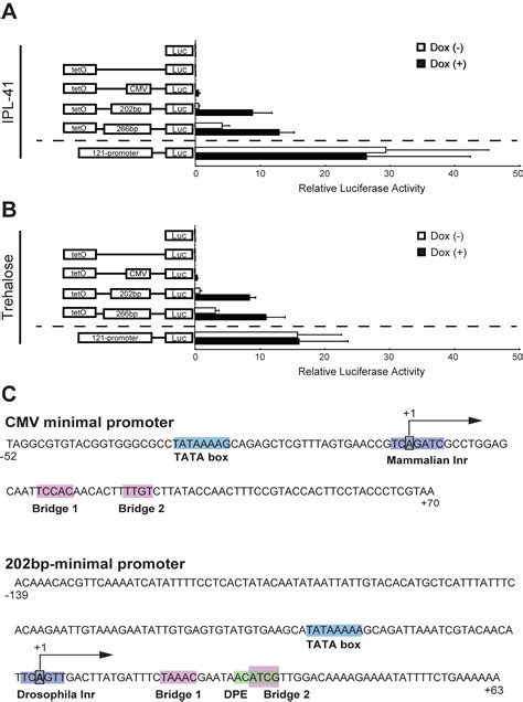 Insects Free Full Text Development Of A Tet On Inducible Expression