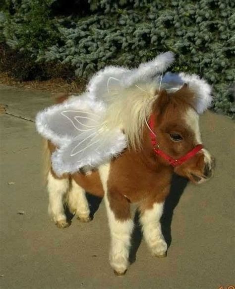 miniature pony on Tumblr