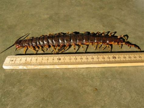 Centipede Facts Your Complete Guide To Centipedes