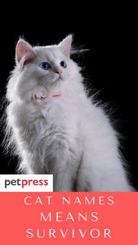 100 Cat Names Meaning Survivor For Your Tough Feline Friend