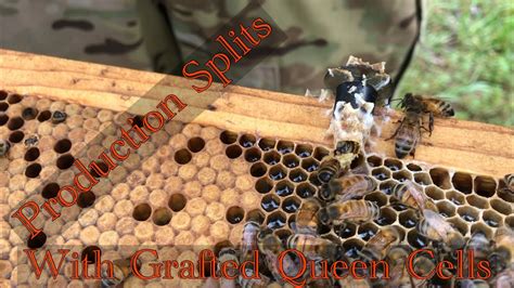 Splitting With Grafted Queen Cells Youtube