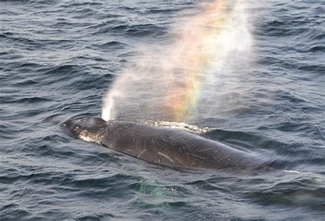 Whale Blow Identification Jolly Breeze