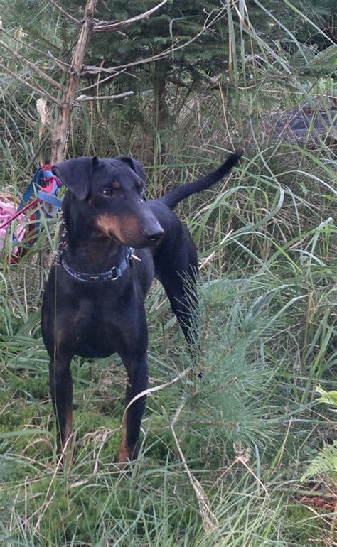 B Litter Thunder Dragon Manchester Terriers