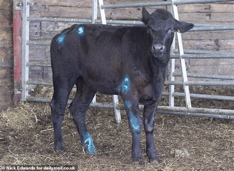 Calf Rammed By Police 4x4 Repeatedly Is Doing Remarkably Well As New Footage Shows How Cow