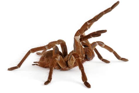 Goliath Birdeater Tarantula Stock Image - Image of scary, animal: 4181043