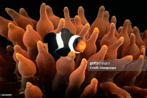 Symbiosis Clown Fish Anemone High-Res Stock Photo - Getty Images