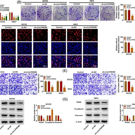 Circlpar3 Silencing Repressed Oscc Cell Proliferation Migration And