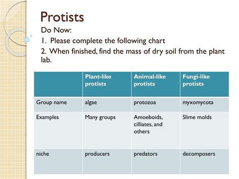 Protist Classification Chart A Visual Reference Of Charts Chart Master