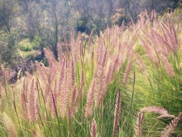 Slug repellent plants: 8 plants that slugs won't eat | Homes & Gardens