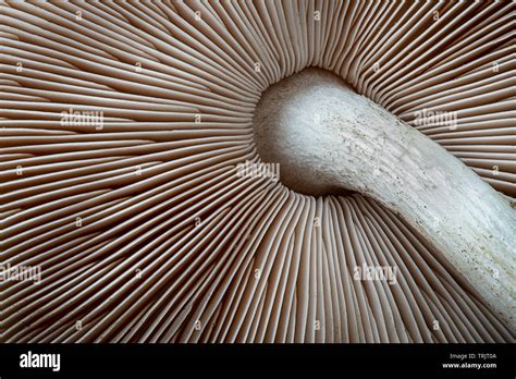 White Gill Mushroom Hi Res Stock Photography And Images Alamy