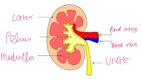 Bio Excretion And The Kidney Flashcards Quizlet