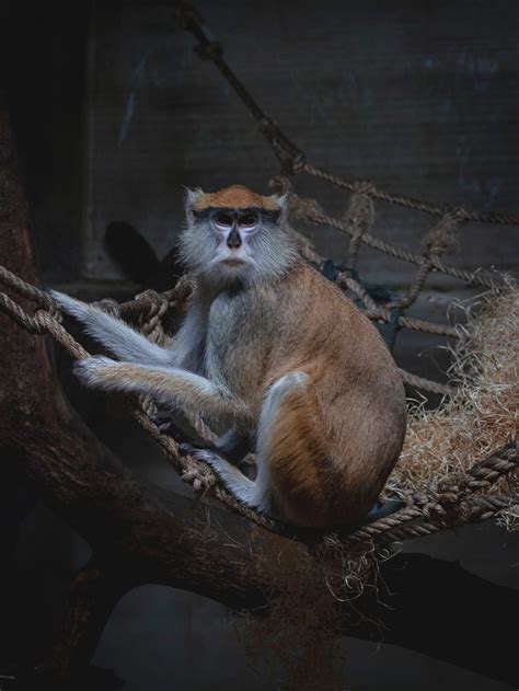 Město Hluboká nad Vltavou - Víte, jak se jmenuje tato opička z