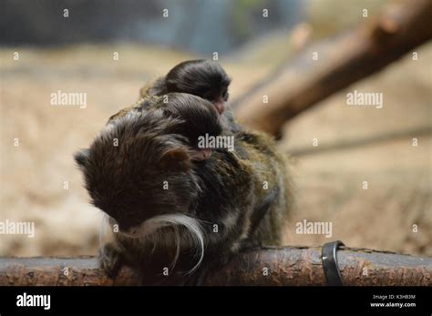 Emperor Tamarin with baby Stock Photo - Alamy