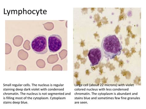 PPT - WBC differential count PowerPoint Presentation, free download ...